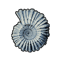 Sea Creature Ocean Sticker by The Wild Curiosity