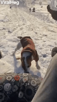 Jack Russell Races Down Sledding Hill