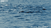 happy blue planet GIF by BBC Earth