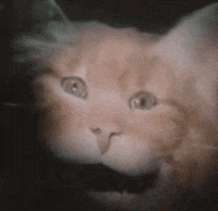 evil cats eating GIF by absurdnoise