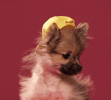 dog puppy GIF