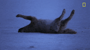 rolling over nat geo GIF by National Geographic Channel