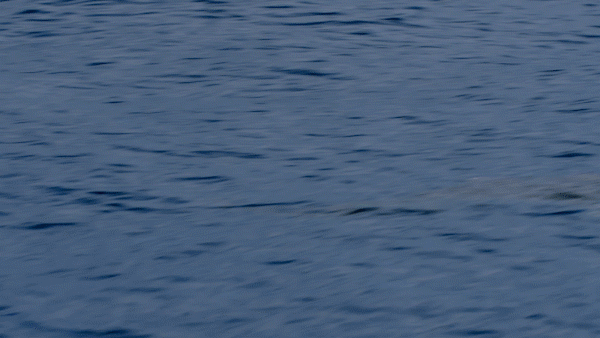 ship sharks GIF by Shark Week