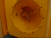 Exploring Golden Retriever GIF