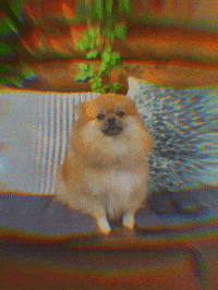 Princess Dancehall GIF by TopVybz