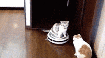 Cat GIF