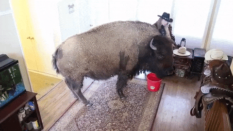buffalo GIF