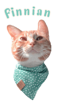Cat Ginger Sticker
