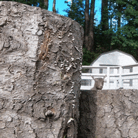 Jumping In On My Way GIF by Oregon Zoo