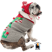 Adopt English Bulldog Sticker by Southern California Bulldog Rescue