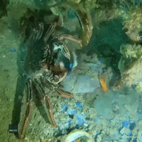 Crabby Crab Unwilling to Share Food With Underwater Neighbors