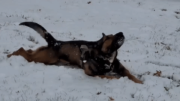 Police Dog Enjoys First Snow of the Season