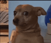 Dog Puppy GIF