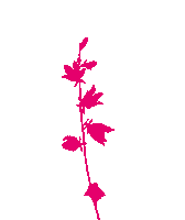 Flower Oerrr Sticker by Natuurmonumenten