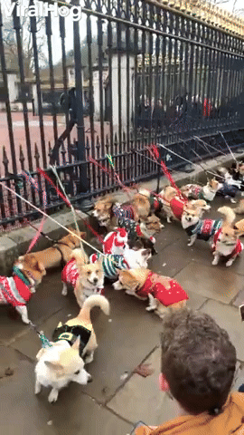 Corgis Congregate at Palace Fence