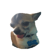 chihuahua STICKER by imoji