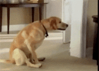 cute dog GIF