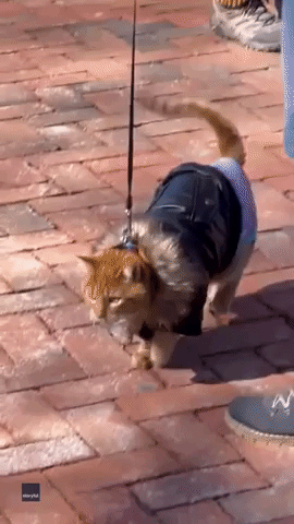 Cat Struts Its Stuff in Fluffy Jacket