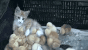 baby kitten GIF