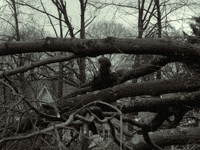 sub pop forth wanderers GIF by Sub Pop Records