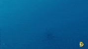 Greatwhite GIF by Shark Week