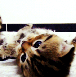 cat GIF