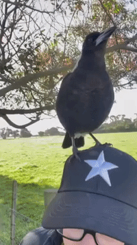 'Average Sunday' in Australia, as Singing Magpie Sits on Woman's Head