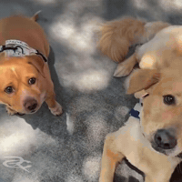 In N Out Cashew GIF by Respective