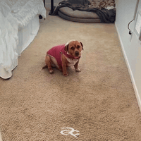 Dog Cashew GIF by Respective
