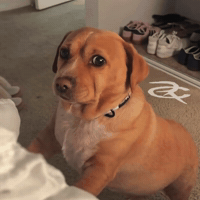 Cashew Awkward Dog GIF by Respective