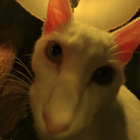 wamoo cat giphycreatortest stare yuki GIF