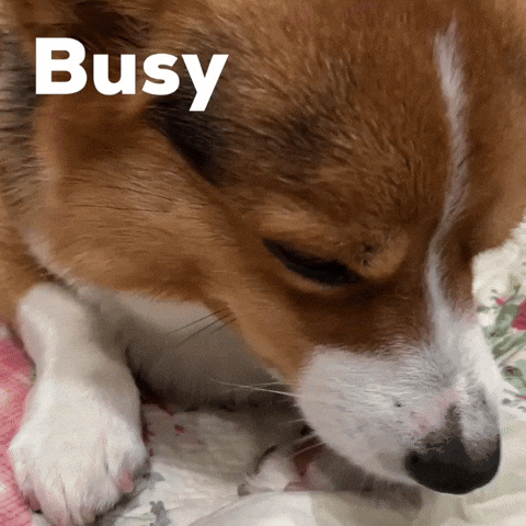 Dog Corgi GIF