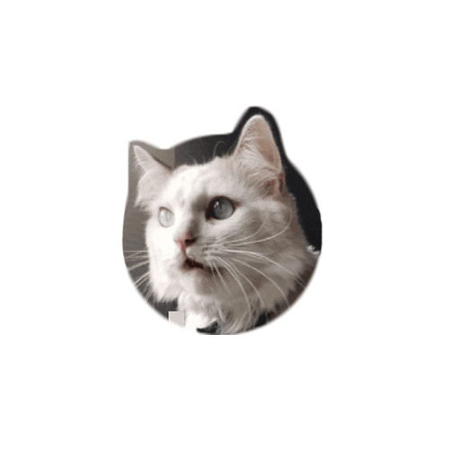 IXSERA cat cats larry bolts Sticker