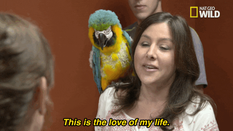 nat geo wild pets GIF by Dr. K's Exotic Animal ER