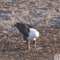 Natures Great Events Crash GIF by BBC America