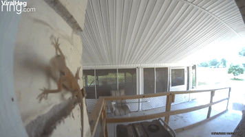 Lizard Tries to Eat Doorbell Cam