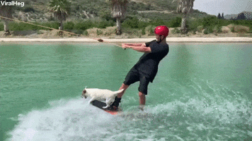 viralhog cute dog viralhog wakeboarding GIF