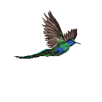 Beija Flor Dia De Muertos Sticker by Cerveza Victoria