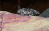 sneaky GIF