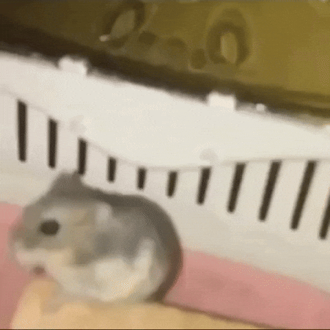 Hamster Slow-mo laugh