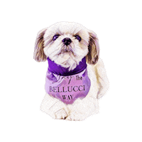Belluccimodels Sticker by Bellucci Manila