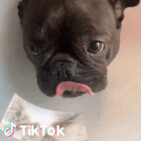 Cane Lingua GIF by TikTok Italia