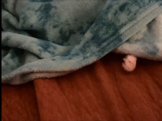 cat sleeping GIF by Cheezburger