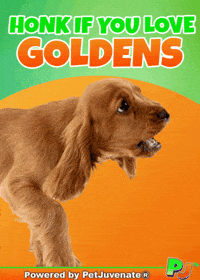 PetJuvenate petjuvenate henlo hooman fren love rescue dogs treatos and woofer for pupper GIF
