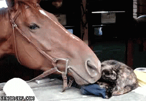 cat horse GIF by Cheezburger