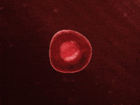 Frame By Frame Animation GIF by David Urbinati