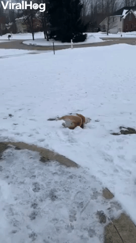 Pup Goes Sliding on the Snow