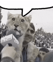 FR34 lion mic with fr34 GIF