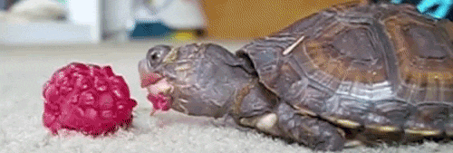 turtle eating GIF