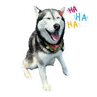 Unimpressedhusky Sticker
